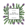 © Kseniia - Hand drawn thyme frame. Vector illustration isolated on white. Botanical herbal plant in vintage colored sketch style. Thymus vulgaris.