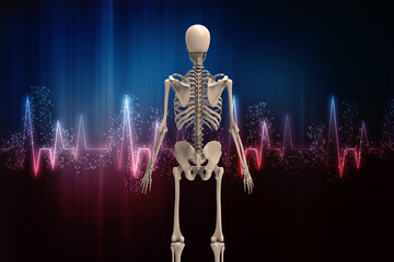 3d renderings of human skeleton