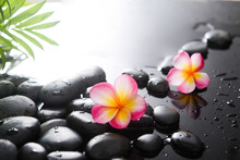 Spa Still Life Of With 
Two Frangipani ,green Palm And Zen Black Stones ,wet Background
