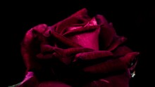 Dark Velvet Red Rose Blossoming, Macro Close-up Side View