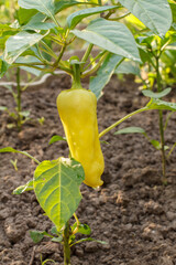 Wall Mural - Bell pepper growing on bush in the garden. Bulgarian or sweet pepper.