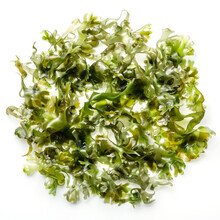 Edible Tohsaka Green Seaweed Salad On White Background