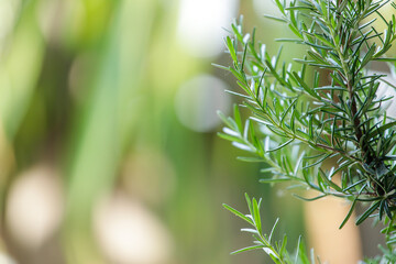 Fresh Rosemary Herb grow outdoor. Rosemary leaves Close-up.