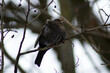Ptak siedzący na gałęzi
