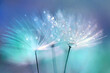 Dandelion Seeds in the drops of dew on a beautiful blurred background. Dandelions on a beautiful blue background. Drops of dew sparkle on the dandelion.