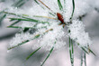 Pierzynka śnieżna na igłach roślin