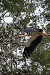 Wall Mural - White Stork couple on their nest