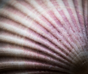 closeup of a seashell 