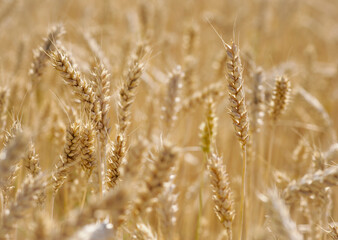 golden spikelets of wheat in the field close up. Ripe large golden ears of wheat against the yellow background of the field. Close-up, nature. The idea of a rich summer harvest, farming