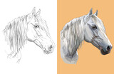 Fototapeta Konie - Vector illustration portrait of beautiful gray horse