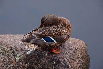 Wall Mural - duck on the lake