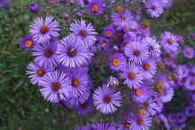 Dozens Of Purple Flowers Of New England Aster In October