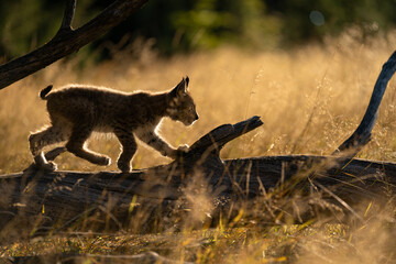 Wall Mural - Small lynx from side walking on a fallen tree trunk. Silouhette of small lynx in the morning golden light.