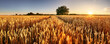© TTstudio - Wheat field. Ears of golden wheat close up. Beautiful Rural Scenery under Shining Sunlight and blue sky. Background of ripening ears of meadow wheat field.