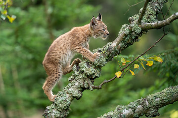 Wall Mural - A small lynx cub crawling on the branches of a fallen lichen-covered tree.
