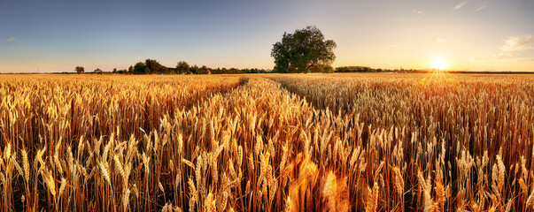 Poster - Wheat field. Ears of golden wheat close up. Beautiful Rural Scenery under Shining Sunlight and blue sky. Background of ripening ears of meadow wheat field.