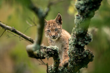 Wall Mural - Lynx cub on a tree branch with blurred background looking ahead to the camera.