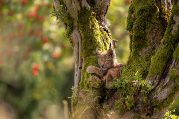 Wall Mural - Sitting small lynx cub in a mossy tree with red furits tree in the background and golden long grass on a bottom.