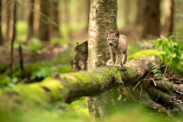 Wall Mural - Small lynx cub standing on a mossy fallen tree trunk on the forest