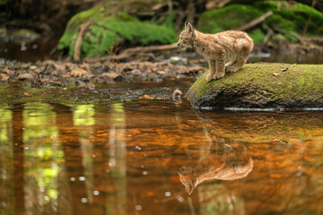 Wall Mural - Focused lynx cub on the stone in the forest with reflection in the stream.