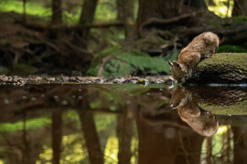 Wall Mural - Lynx cub drinking from forest stream with reflection in the water