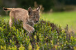 Small lynx cub crossing a blueberry. Closeup view to wild animal