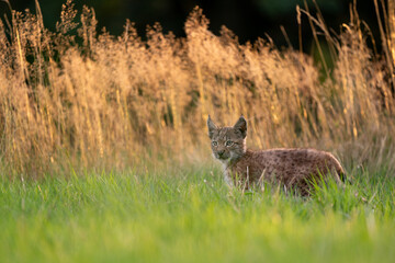 Wall Mural - Small lynx cub before tall golden grass