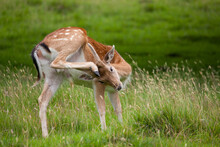 Roe Deer In The Grass