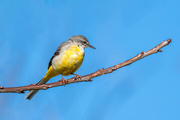 Wall Mural - Grey Wagtail (Motacilla cinerea) perched on a  branch which is a common insect eating bird with a yellow under belly and usually found by a stream or a river side, stock image photo