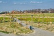 wiosenny widok nowo założonego parku miejskiego w Opolu, młode sadzone drzewa i zielone trawniki, ścieżki spacerowe w parku