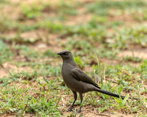 Ashy starling, Lamprotornis unicolor, in Serengeti, Tanzania