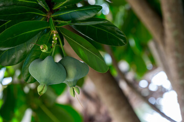 fish poison tree or sea poison tree or barringtonia asiatica tropical jungle fruit. fish poison tree