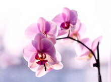 Purple Orchid On The Window