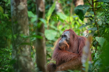Sticker - Orangutan on the tree in jungle 