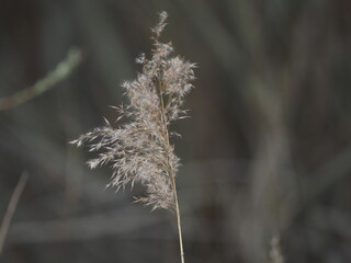 Wall Mural - dried grass