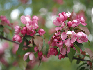 Wall Mural - blooming apple