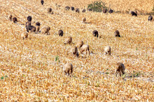 Herd On Sheep Grazing In Summer . Domestic Animals On The Cornfield