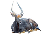 Isolated Big South Africa Trophy Nyala Or Inyala Bull Crouching On White Background. Young Adult Nyala Or Inyala Bull.
