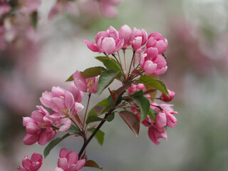 Wall Mural - blooming apple