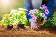 © candy1812 - Woman hands putting seedling flowers into the black soil