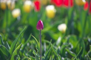 Wall Mural - tulips in spring