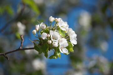 Wall Mural - blooming apple tree