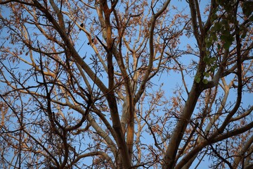 Wall Mural - branches against blue sky