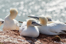 A Colony Of Gannets Sit On A Rock. Sea In The Background. Helgoland
