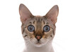 blue eyed snow spotted bengal adult cat