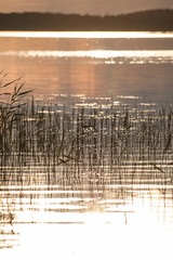 Poster - lake alauksts in summer evening, latvia