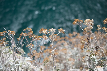 Wall Mural - dried flowers