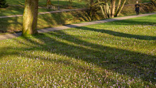 Fresh Green Grass And Violet Crocuses Blossoms On The Lawn Under The Trees In The Park On A Sunny Afternoon In Spring. Enjoying Natural Walk In A Nice Day As Recreation..