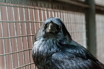 Big Black Raven sitting on a close-up branch