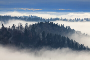  fog in the forest in the mountains, Bieszczady